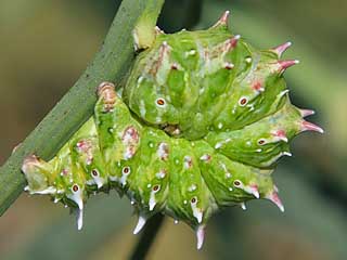 Raupe Apochima flabellaria