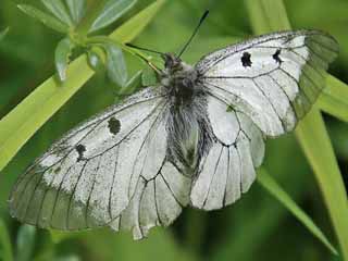 Schwarzer Apollo Parnassius mnemosyne Clouded Apollo