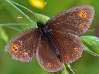 Rundaugen-Mohrenfalter Erebia medusa Woodland Ringlet