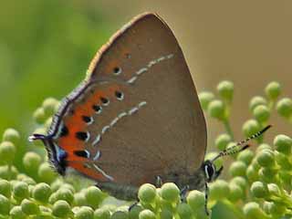 Pflaumen-Zipfelfalter Satyrium pruni Black Hairstreak 