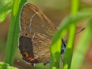 Pflaumen-Zipfelfalter Satyrium pruni Black Hairstreak 