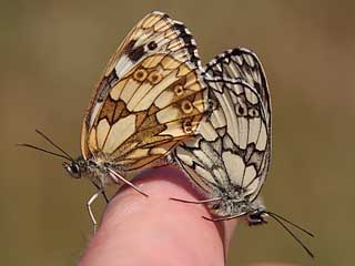 Schachbrett Melanargia galathea Marbled White