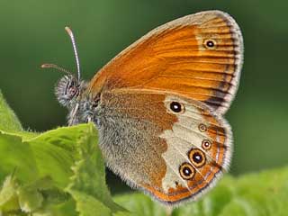 Weibindiges Wiesenvgelchen Coenonympha arcania Pearly Heath Perlgrasfalter