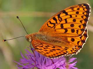 Groer Perlmutterfalter Argynnis (Speyeria) (Mesoacidalia) aglaja Dark Green Fritillary