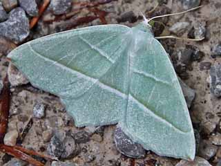 Campaea margaritata oder  margaritaria  Light Emerald Perlglanzspanner