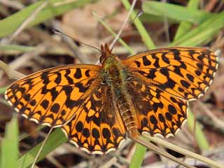 Boloria ( Clossiana ) dia Magerrasen-Perlmutterfalter Weaver's Fritillary 