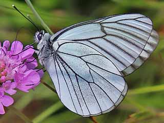 Baumweiling Aporia crataegi Black-veined White