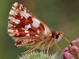 Roter Wrfel-Dickkopffalter  Spialia sertorius   Red Underwing Skipper