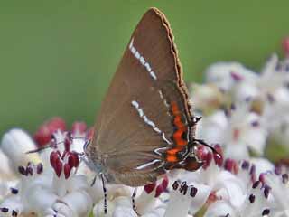 Ulmen-Zipfelfalter Satyrium w-album White-letter Hairstreak