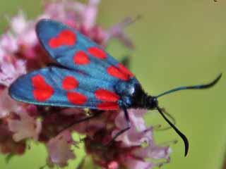 Elegans-Widderchen  Zygaena angelicae   Ungeringtes Kronwicken-Widderchen  elegans