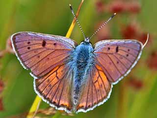 Violetter Feuerfalter Lycaena alciphron Purple-Shot Copper