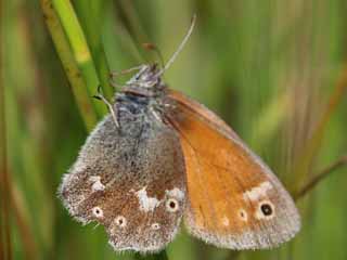 Groes Wiesenvgelchen Coenonympha tullia Large Heath 