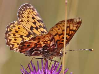 Natterwurz-Perlmutterfalter Boloria titania Clossiana Titania's Fritillary