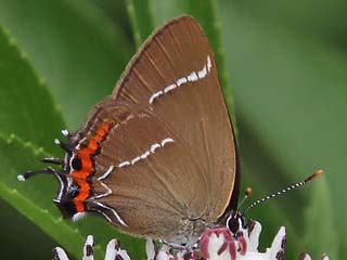 Raupe Ulmen-Zipfelfalter Satyrium w-album White-letter Hairstreak