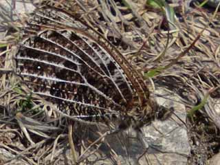Gletscherfalter  Oeneis glacialis  Alpine Grayling