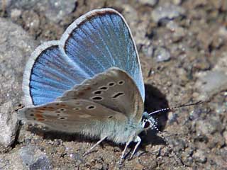 Mnnchen Wundklee-Bluling Polyommatus dorylas Turquoise Blue