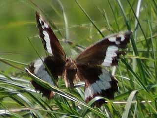 Weier Waldportier Aulocera (Brintesia) circe Great Banded Grayling
