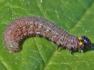 Raupe Malvendickkopffalter Carcharodus alceae Mallow Skipper (20627 Byte)
