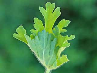 Raupe Malvendickkopffalter Carcharodus alceae Mallow Skipper (20627 Byte)