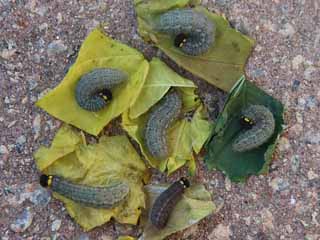 Raupen Malvendickkopffalter Carcharodus alceae Mallow Skipper (20627 Byte)