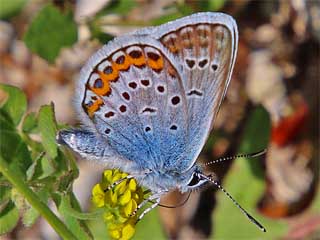 Mnnchen Geiklee-Blaeuling Argus-Blaeuling Plebeius argus Silver-studded Blue (28740 Byte)
