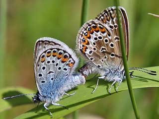 Paarung Geiklee-Blaeuling Argus-Blaeuling Plebeius argus Silver-studded Blue (28740 Byte)