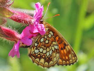 Baldrian-Scheckenfalter Silber-Scheckenfalter Melitaea diamina False Heath Fritillary  (5612 Byte)