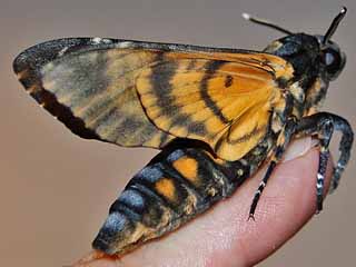 Totenkopfschwrmer Deathhead Hawk-moth Acherontia atropos (34891 Byte)