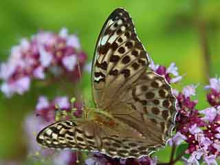 Kaisermantel  Argynnis paphia Silver-washed Fritillary 