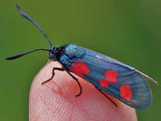 Sumpfhornklee-Widderchen Zygaena trifolii Five-spot Burnet