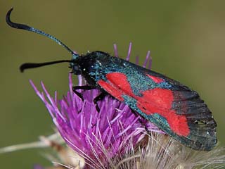 Sumpfhornklee-Widderchen Zygaena trifolii Five-spot Burnet