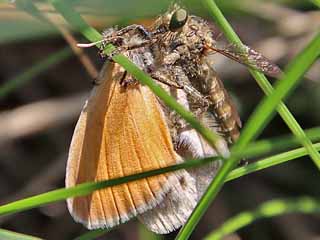 Coenonympha pamphilus  Kleines Wiesenvgelchen Small Heath