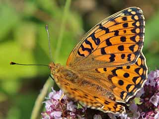 Groer Perlmutterfalter Argynnis (Speyeria) (Mesoacidalia) aglaja Dark Green Fritillary