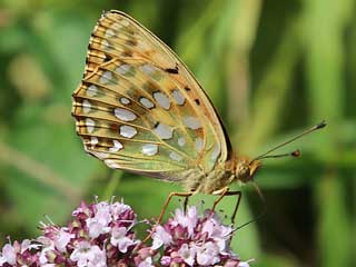 Groer Perlmutterfalter Argynnis (Speyeria) (Mesoacidalia) aglaja Dark Green Fritillary