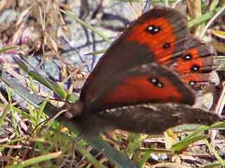 Erebia montana Marbled Ringlet  Marmorierter Mohrenfalter