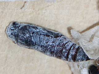 Puppe Malvendickkopffalter Carcharodus alceae Mallow Skipper (20627 Byte)