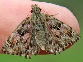 Raupen Malvendickkopffalter Carcharodus alceae Mallow Skipper (20627 Byte)