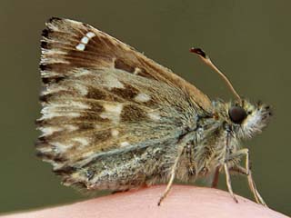 Puppe Malvendickkopffalter Carcharodus alceae Mallow Skipper (20627 Byte)