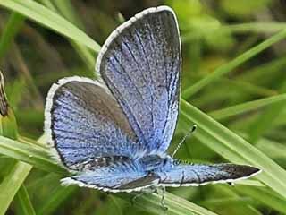 Alexis-Bluling Glaucopsyche alexis Green Underside Blue (20417 Byte)