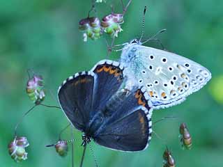 Himmelblauer Bluling Paarung