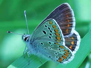 Kleiner Sonnenr�schen-Bl�uling Polyommatus (Aricia) agestis Brown Argus (17167 Byte)
