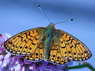 Randring-Perlmutterfalter Boloria ( Proclossiana ) eunomia Bog Fritillary