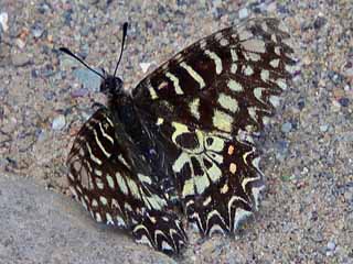 Spanischer Osterluzeifalter