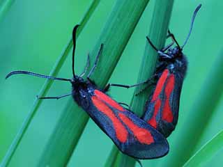 Platterbsen-Widderchen Zygaena osterodensis