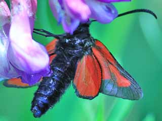 Platterbsen-Widderchen Zygaena osterodensis