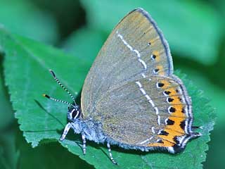Pflaumen-Zipfelfalter Satyrium pruni Black Hairstreak 