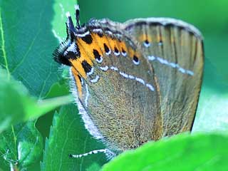 Pflaumen-Zipfelfalter Satyrium pruni Black Hairstreak 