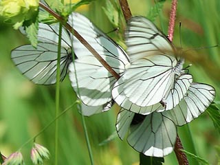 Baumweiling Aporia crataegi Black-veined White