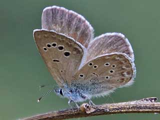 Glaucopsyche melanops