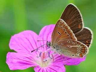 Polyommatus eumedon  Storchschnabelbläuling  Geranium Argus